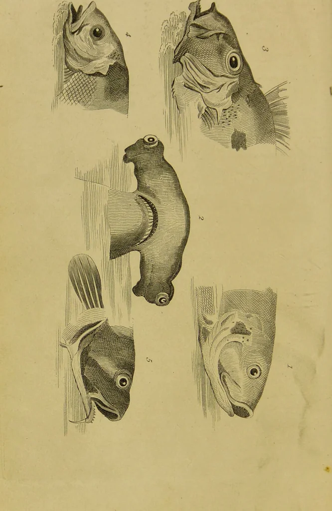 An illustration from Essays on physiognomy : designed to promote the knowledge and the love of mankind / written in the German language by John Caspar Lavater ; and translated into English by Thomas Holcroft ; to which are added, One hundred physiognomonical rules, a posthumous work by Mr. Lavater ; and memoirs of the life of the author, compiled principally from the life of Lavater, by G. Gessner., 1848, leaf 436