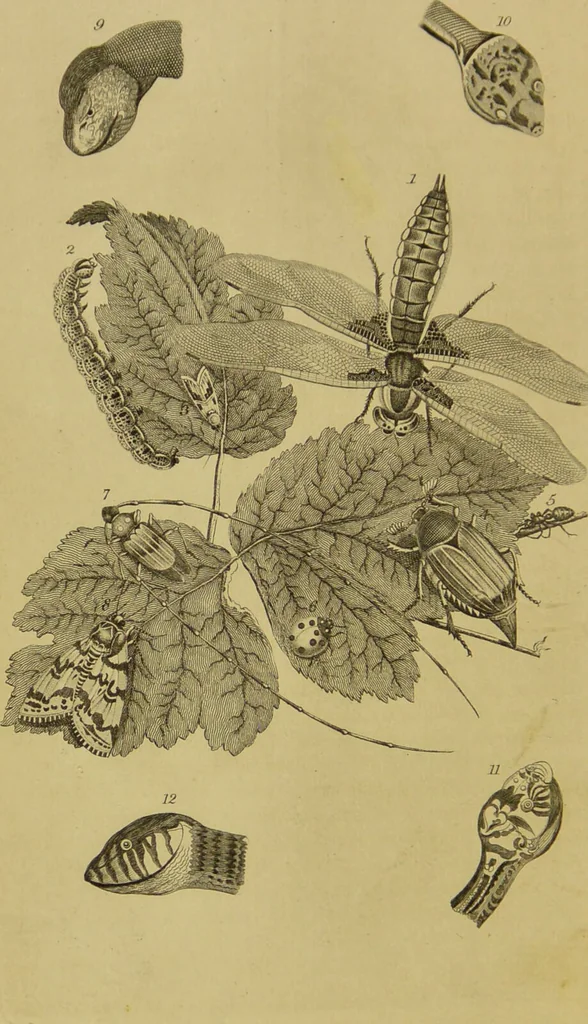 An illustration from Essays on physiognomy : designed to promote the knowledge and the love of mankind / written in the German language by John Caspar Lavater ; and translated into English by Thomas Holcroft ; to which are added, One hundred physiognomonical rules, a posthumous work by Mr. Lavater ; and memoirs of the life of the author, compiled principally from the life of Lavater, by G. Gessner., 1848, leaf 438