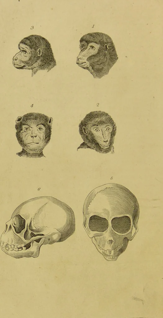 An illustration from Essays on physiognomy : designed to promote the knowledge and the love of mankind / written in the German language by John Caspar Lavater ; and translated into English by Thomas Holcroft ; to which are added, One hundred physiognomonical rules, a posthumous work by Mr. Lavater ; and memoirs of the life of the author, compiled principally from the life of Lavater, by G. Gessner., 1848, leaf 444