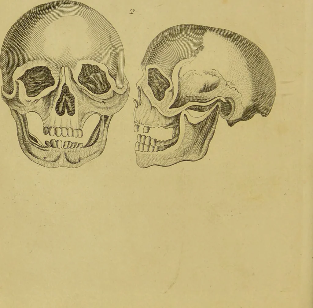 An illustration from Essays on physiognomy : designed to promote the knowledge and the love of mankind / written in the German language by John Caspar Lavater ; and translated into English by Thomas Holcroft ; to which are added, One hundred physiognomonical rules, a posthumous work by Mr. Lavater ; and memoirs of the life of the author, compiled principally from the life of Lavater, by G. Gessner., 1848, leaf 460