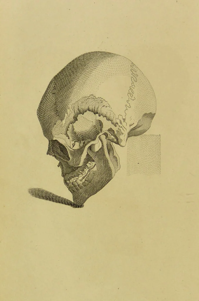 An illustration from Essays on physiognomy : designed to promote the knowledge and the love of mankind / written in the German language by John Caspar Lavater ; and translated into English by Thomas Holcroft ; to which are added, One hundred physiognomonical rules, a posthumous work by Mr. Lavater ; and memoirs of the life of the author, compiled principally from the life of Lavater, by G. Gessner., 1848, leaf 476