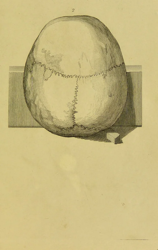 An illustration from Essays on physiognomy : designed to promote the knowledge and the love of mankind / written in the German language by John Caspar Lavater ; and translated into English by Thomas Holcroft ; to which are added, One hundred physiognomonical rules, a posthumous work by Mr. Lavater ; and memoirs of the life of the author, compiled principally from the life of Lavater, by G. Gessner., 1848, leaf 483