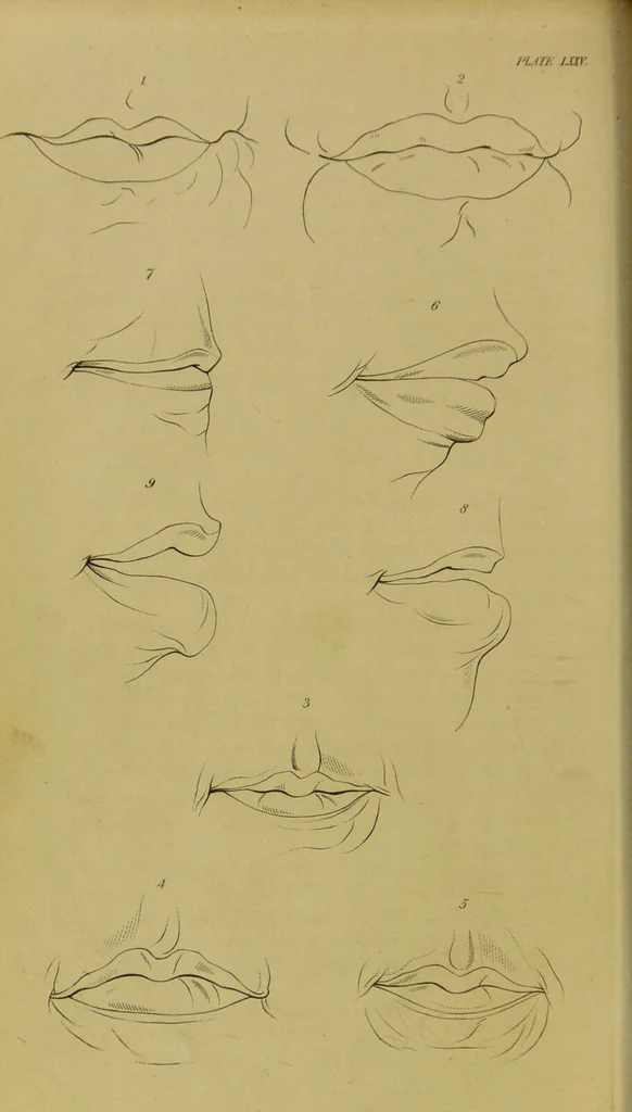 An illustration from Essays on physiognomy : designed to promote the knowledge and the love of mankind / written in the German language by John Caspar Lavater ; and translated into English by Thomas Holcroft ; to which are added, One hundred physiognomonical rules, a posthumous work by Mr. Lavater ; and memoirs of the life of the author, compiled principally from the life of Lavater, by G. Gessner., 1848, leaf 740