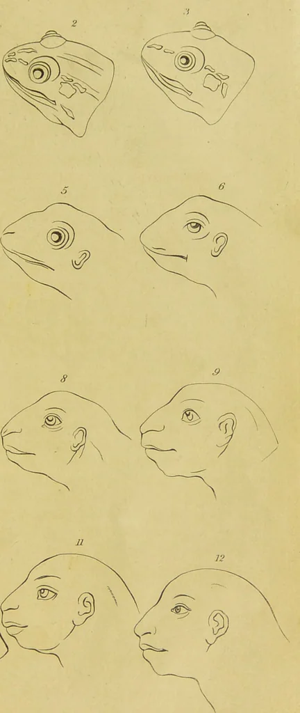 An illustration from Essays on physiognomy : designed to promote the knowledge and the love of mankind / written in the German language by John Caspar Lavater ; and translated into English by Thomas Holcroft ; to which are added, One hundred physiognomonical rules, a posthumous work by Mr. Lavater ; and memoirs of the life of the author, compiled principally from the life of Lavater, by G. Gessner., 1848, leaf 785