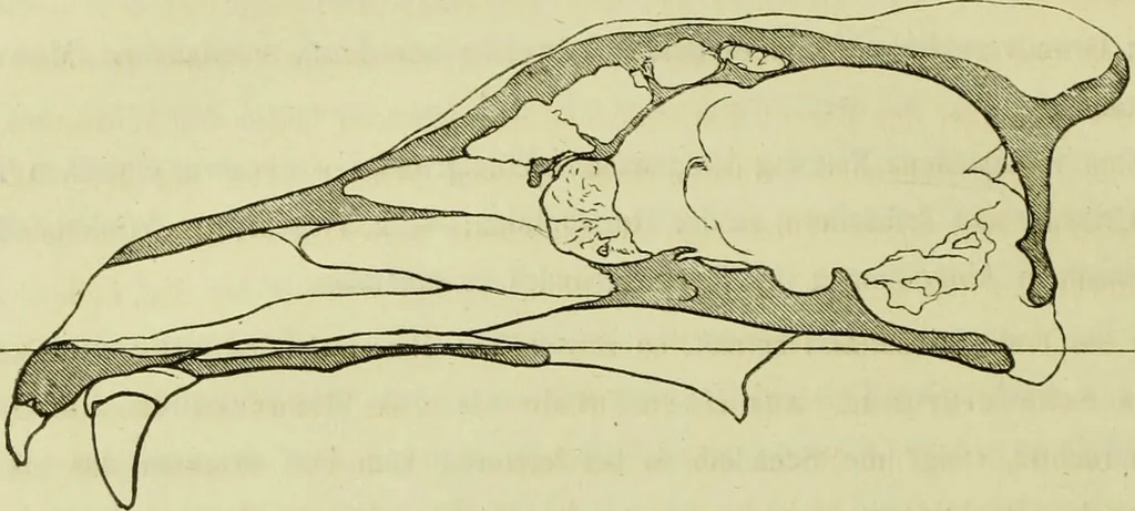 An illustration from Zur Morphologie des Säugethier-Schädels : eine vergleichend-anatomische Untersuchung / von Johann Christian Gustav Lucae., 1872, leaf 14