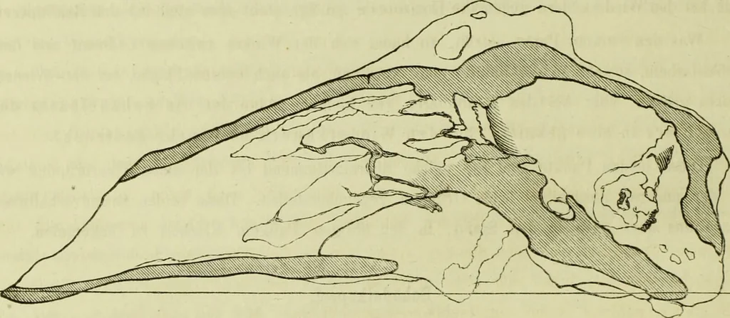 An illustration from Zur Morphologie des Säugethier-Schädels : eine vergleichend-anatomische Untersuchung / von Johann Christian Gustav Lucae., 1872, leaf 14