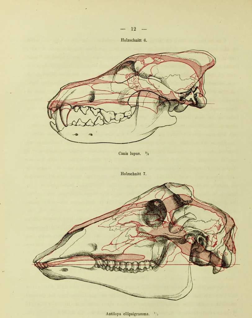 An illustration from Zur Morphologie des Säugethier-Schädels : eine vergleichend-anatomische Untersuchung / von Johann Christian Gustav Lucae., 1872, leaf 16
