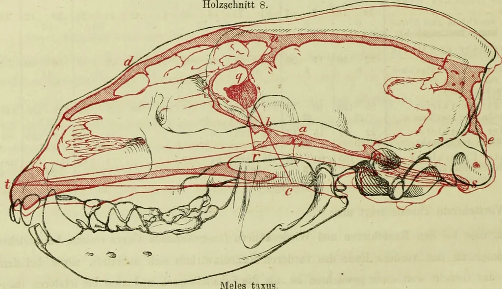 An illustration from Zur Morphologie des Säugethier-Schädels : eine vergleichend-anatomische Untersuchung / von Johann Christian Gustav Lucae., 1872, leaf 24