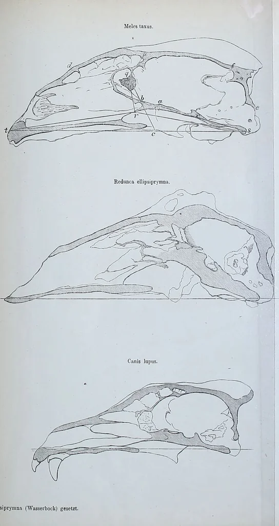 An illustration from Zur Morphologie des Säugethier-Schädels : eine vergleichend-anatomische Untersuchung / von Johann Christian Gustav Lucae., 1872, leaf 39
