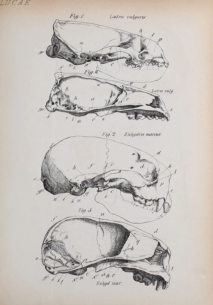 An illustration from Zur Morphologie des Säugethier-Schädels : eine vergleichend-anatomische Untersuchung / von Johann Christian Gustav Lucae., 1872, leaf 43