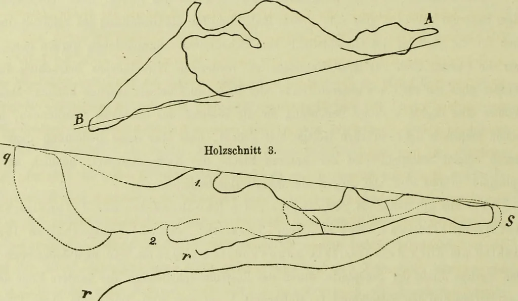 An illustration from Zur Morphologie des Säugethier-Schädels : eine vergleichend-anatomische Untersuchung / von Johann Christian Gustav Lucae., 1872, leaf 8
