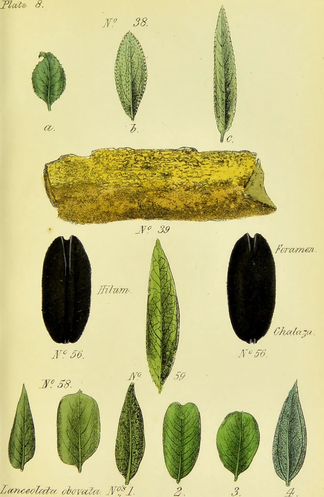 An illustration from A manual of vegetable materia medica / by George S.V. Wills., 1883, leaf 107