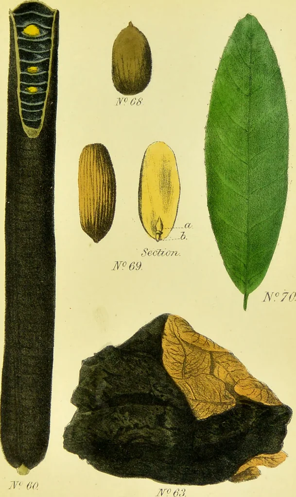 An illustration from A manual of vegetable materia medica / by George S.V. Wills., 1883, leaf 131
