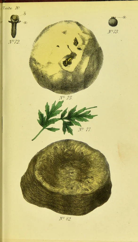 An illustration from A manual of vegetable materia medica / by George S.V. Wills., 1883, leaf 147