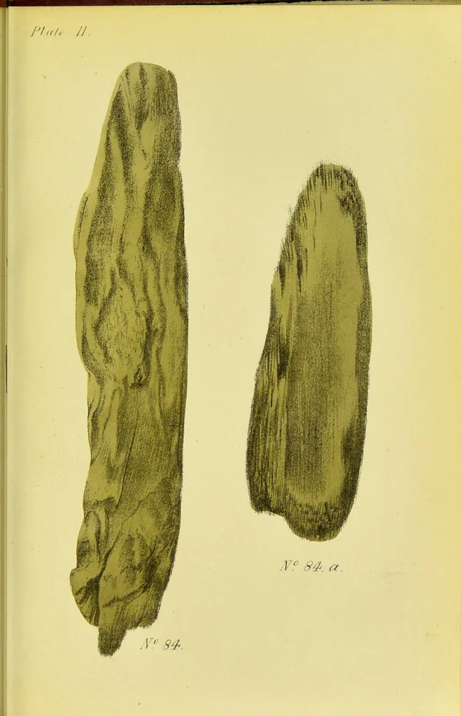 An illustration from A manual of vegetable materia medica / by George S.V. Wills., 1883, leaf 163