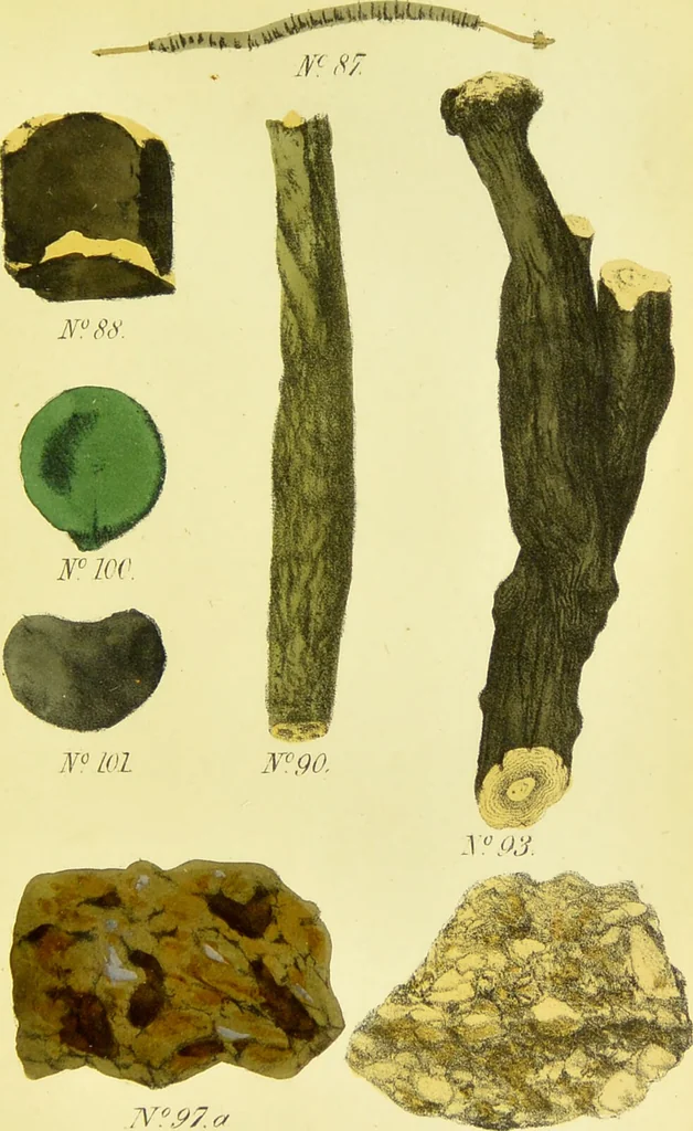 An illustration from A manual of vegetable materia medica / by George S.V. Wills., 1883, leaf 179