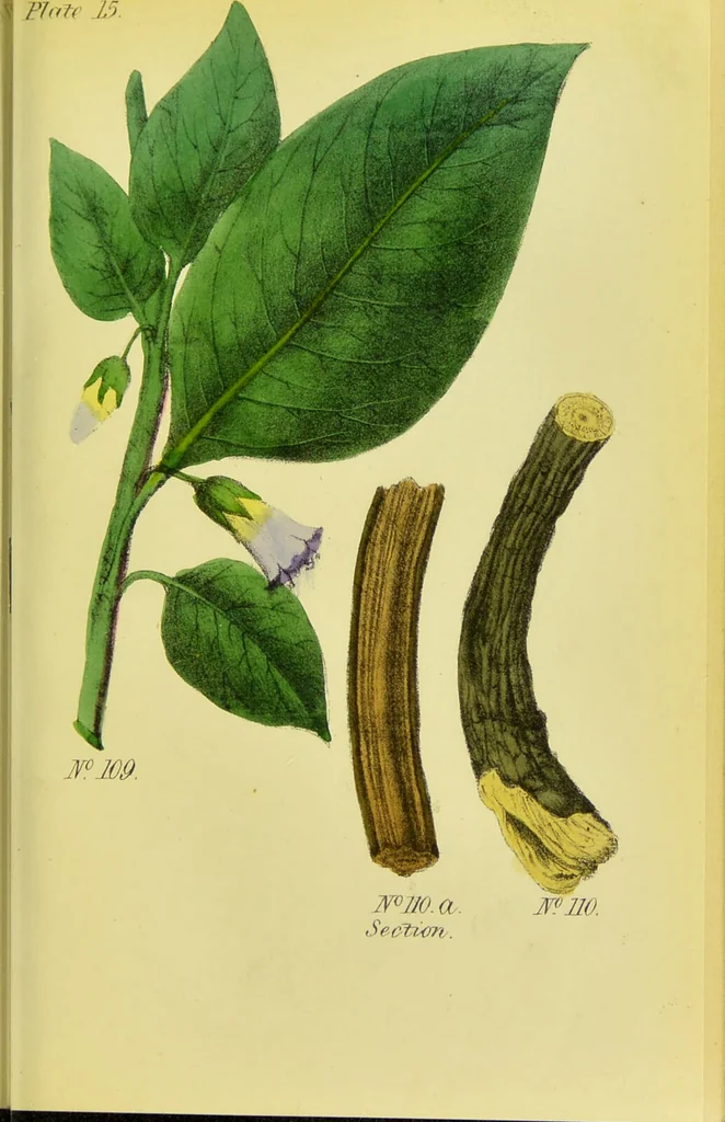 An illustration from A manual of vegetable materia medica / by George S.V. Wills., 1883, leaf 203