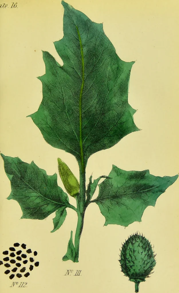 An illustration from A manual of vegetable materia medica / by George S.V. Wills., 1883, leaf 211