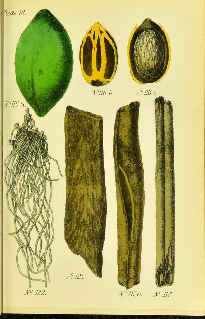An illustration from A manual of vegetable materia medica / by George S.V. Wills., 1883, leaf 235