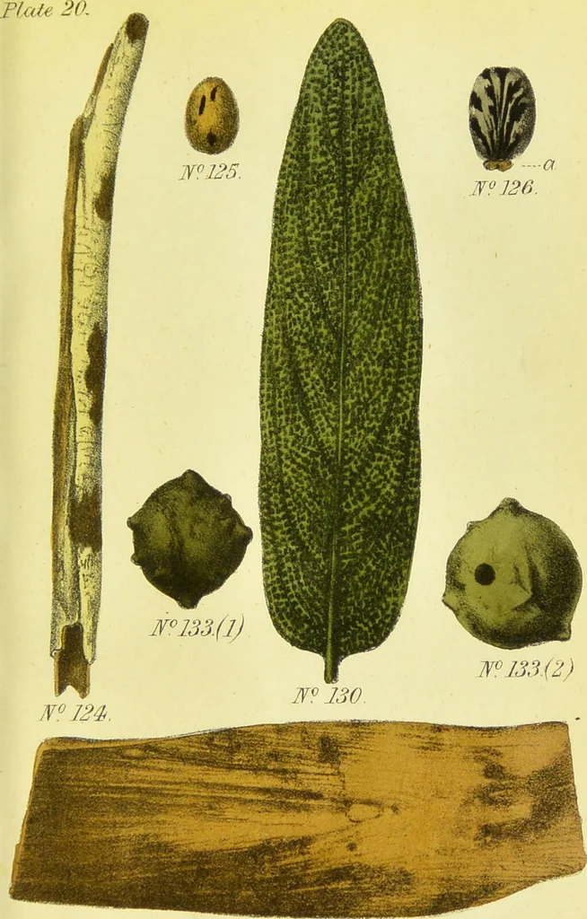 An illustration from A manual of vegetable materia medica / by George S.V. Wills., 1883, leaf 243