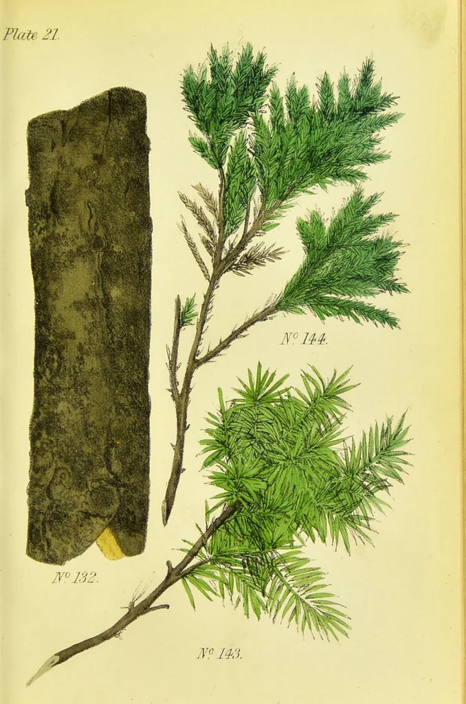 An illustration from A manual of vegetable materia medica / by George S.V. Wills., 1883, leaf 251