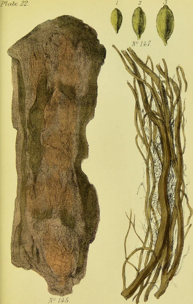 An illustration from A manual of vegetable materia medica / by George S.V. Wills., 1883, leaf 265