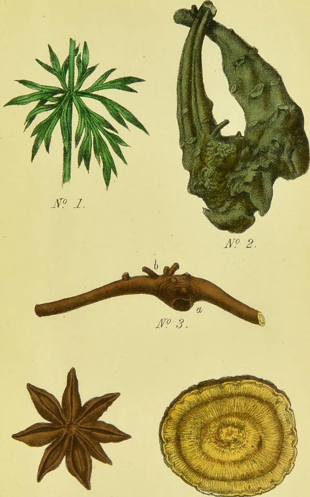 An illustration from A manual of vegetable materia medica / by George S.V. Wills., 1883, leaf 27