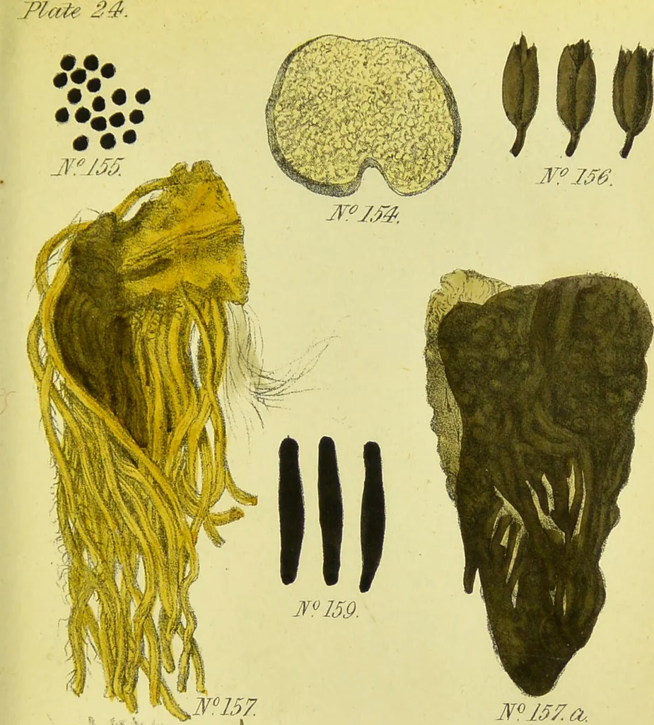 An illustration from A manual of vegetable materia medica / by George S.V. Wills., 1883, leaf 285