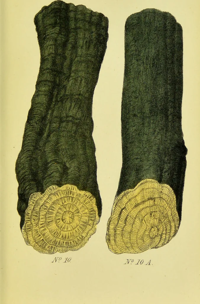 An illustration from A manual of vegetable materia medica / by George S.V. Wills., 1883, leaf 43