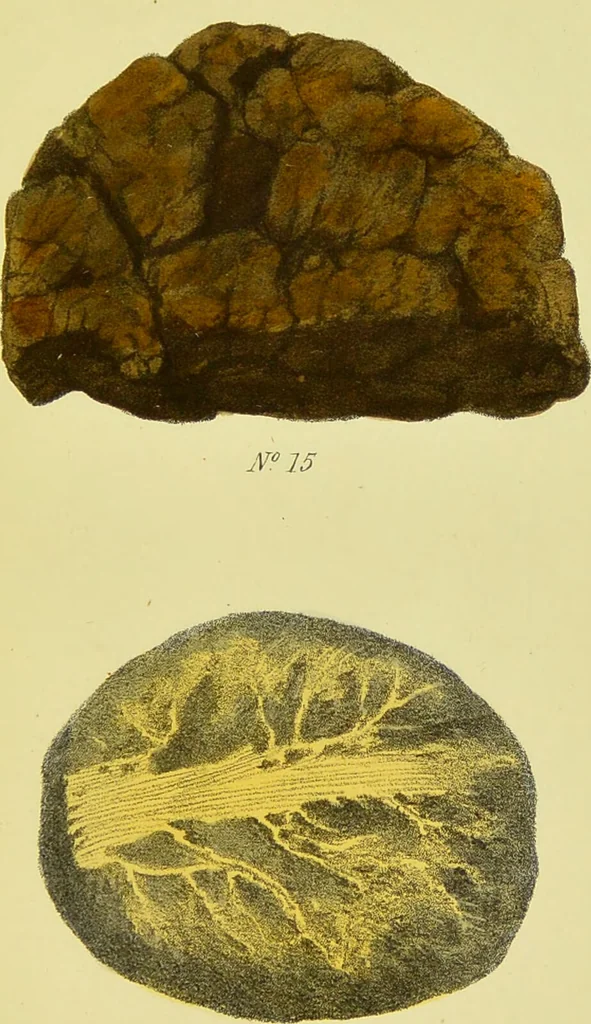 An illustration from A manual of vegetable materia medica / by George S.V. Wills., 1883, leaf 51