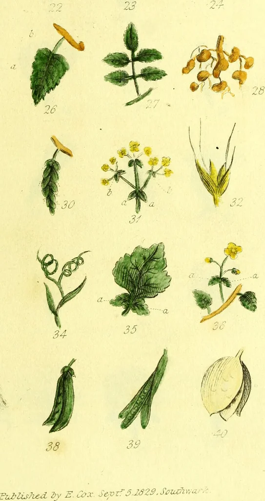 An illustration from An introduction to medical botany : illustrated with coloured figures / by Thomas Castle, F.L.S., 1829, leaf 173