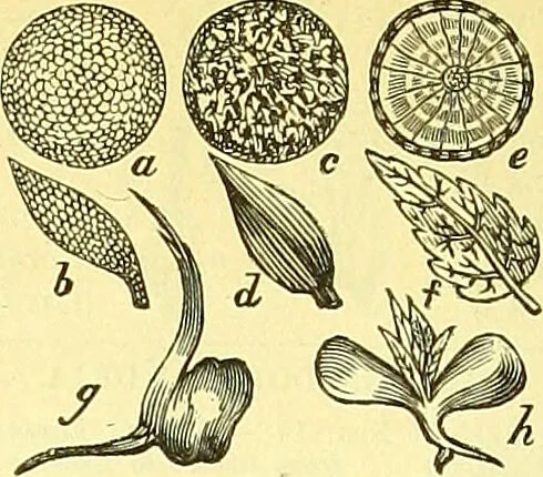 An illustration from A series of botanical tables, and tables of the materia medica, designed for the use of students preparing for examination at Apothecaries' Hall : illustrated with numerous engravings on wood, and four coloured medico-botanical maps of Europe, Asia, Africa, and America, showing the geographical situation of all the plants of the Pharmacopœia / by W. K. Toase., 1835, leaf 4