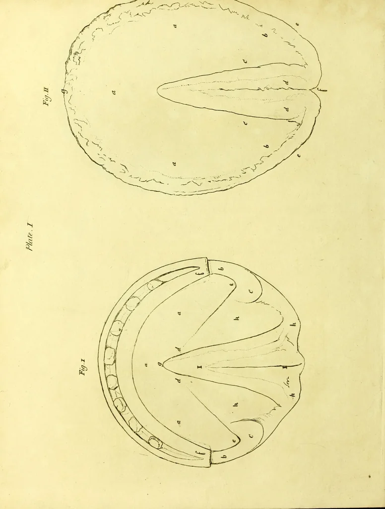 An illustration from Observations on the structure, œconomy, and diseases of the foot of the horse, and on the principles and practice of shoeing / by Edward Coleman., 1798, leaf 136