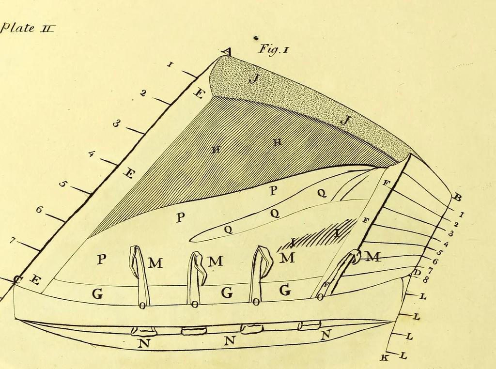 An illustration from Observations on the structure, œconomy, and diseases of the foot of the horse, and on the principles and practice of shoeing / by Edward Coleman., 1798, leaf 142
