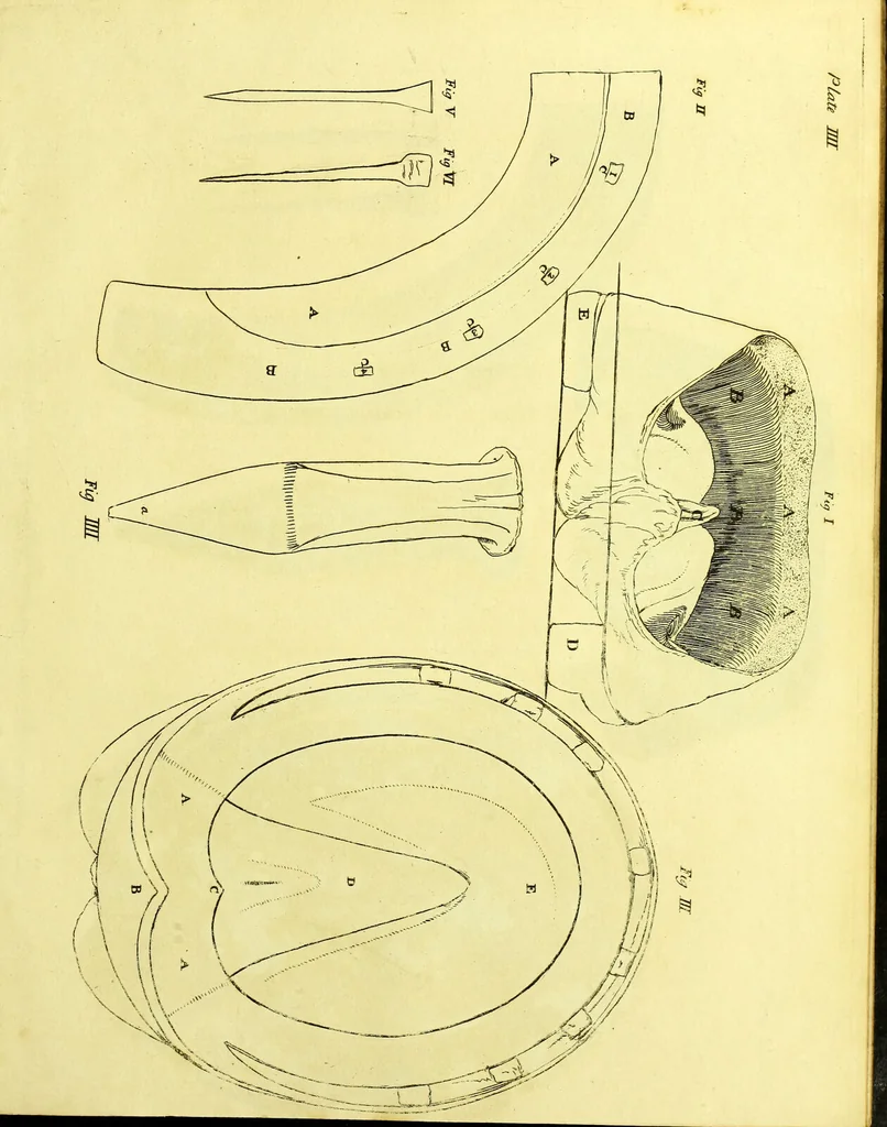 An illustration from Observations on the structure, œconomy, and diseases of the foot of the horse, and on the principles and practice of shoeing / by Edward Coleman., 1798, leaf 151