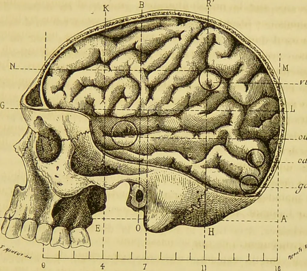 An illustration from Le magnétisme animal / par Alfred Binet et Ch. Féré., 1887, leaf 209