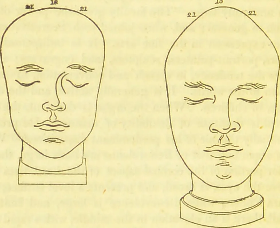 An illustration from Elements of phrenology / by George Combe., 1836, leaf 124