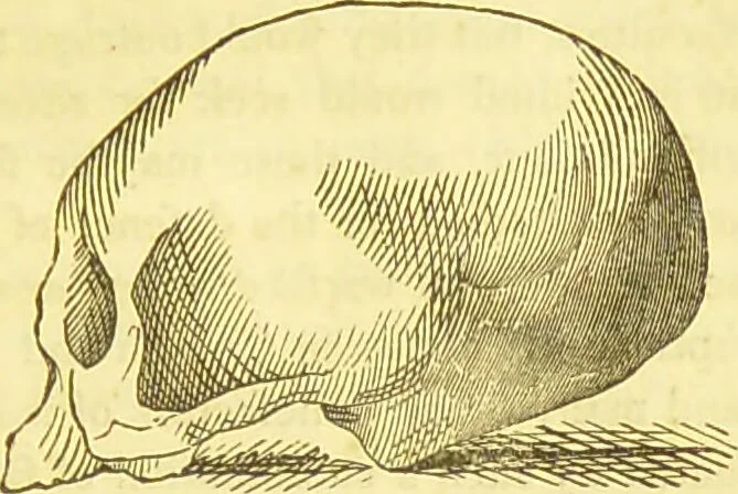 An illustration from Elements of phrenology / by George Combe., 1836, leaf 187