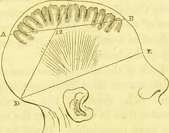An illustration from Elements of phrenology / by George Combe., 1836, leaf 49