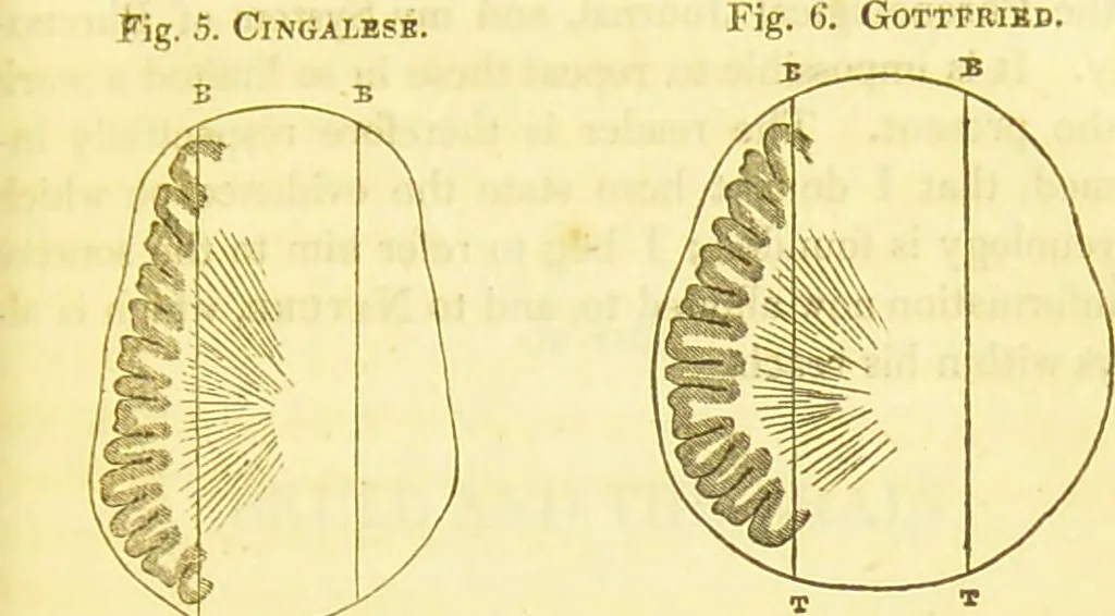 An illustration from Elements of phrenology / by George Combe., 1836, leaf 51