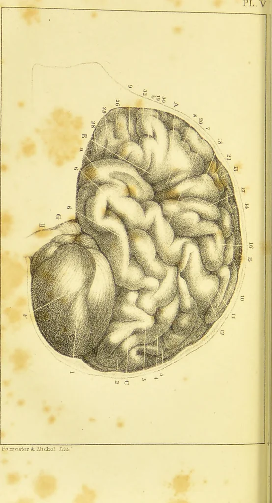 An illustration from Elements of phrenology / by George Combe., 1836, leaf 74