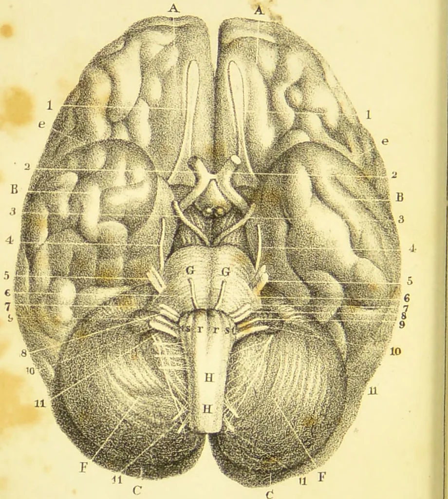 An illustration from Elements of phrenology / by George Combe., 1836, leaf 76