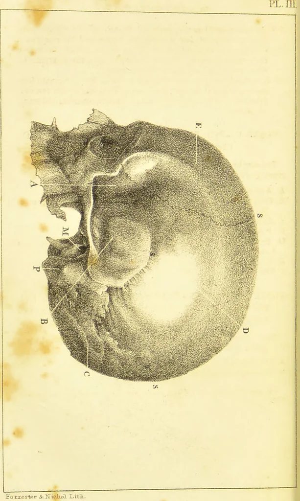 An illustration from Elements of phrenology / by George Combe., 1836, leaf 78