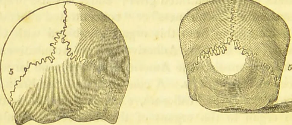 An illustration from Elements of phrenology / by George Combe., 1836, leaf 88