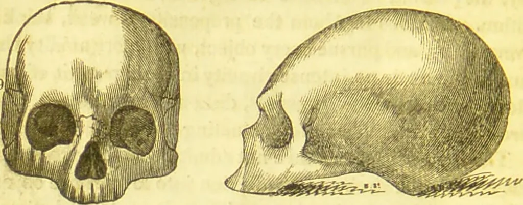 An illustration from Elements of phrenology / by George Combe., 1836, leaf 98