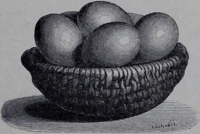 An illustration from The royal cookery book (le livre de cuisine) / by Jules Gouffé ; translated from the French and adapted for English use by Alphonse Gouffé ... comprising domestic and high-class cookery, illustrated with sixteen large plates printed in colours, and one hundred and sixty-one woodcuts from drawing from nature by E. Ronjat., 1868, leaf 109
