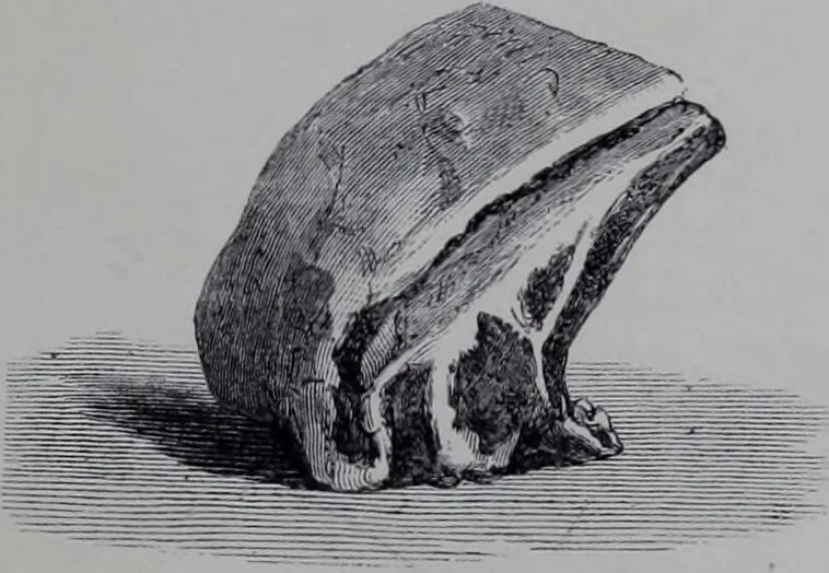 An illustration from The royal cookery book (le livre de cuisine) / by Jules Gouffé ; translated from the French and adapted for English use by Alphonse Gouffé ... comprising domestic and high-class cookery, illustrated with sixteen large plates printed in colours, and one hundred and sixty-one woodcuts from drawing from nature by E. Ronjat., 1868, leaf 11