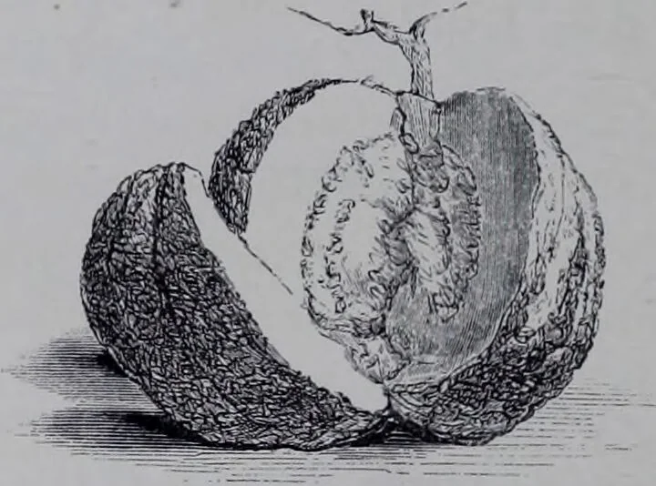 An illustration from The royal cookery book (le livre de cuisine) / by Jules Gouffé ; translated from the French and adapted for English use by Alphonse Gouffé ... comprising domestic and high-class cookery, illustrated with sixteen large plates printed in colours, and one hundred and sixty-one woodcuts from drawing from nature by E. Ronjat., 1868, leaf 120