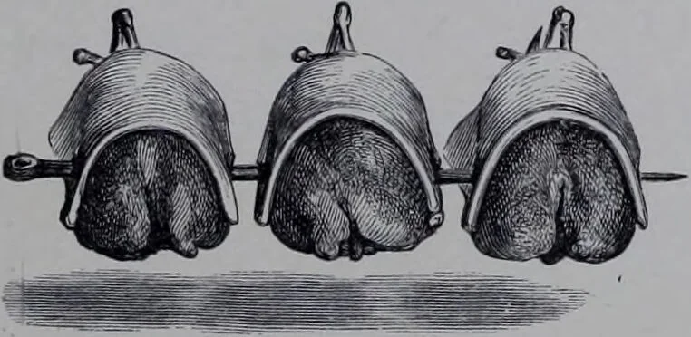 An illustration from The royal cookery book (le livre de cuisine) / by Jules Gouffé ; translated from the French and adapted for English use by Alphonse Gouffé ... comprising domestic and high-class cookery, illustrated with sixteen large plates printed in colours, and one hundred and sixty-one woodcuts from drawing from nature by E. Ronjat., 1868, leaf 195