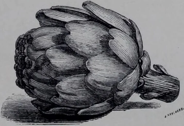 An illustration from The royal cookery book (le livre de cuisine) / by Jules Gouffé ; translated from the French and adapted for English use by Alphonse Gouffé ... comprising domestic and high-class cookery, illustrated with sixteen large plates printed in colours, and one hundred and sixty-one woodcuts from drawing from nature by E. Ronjat., 1868, leaf 239